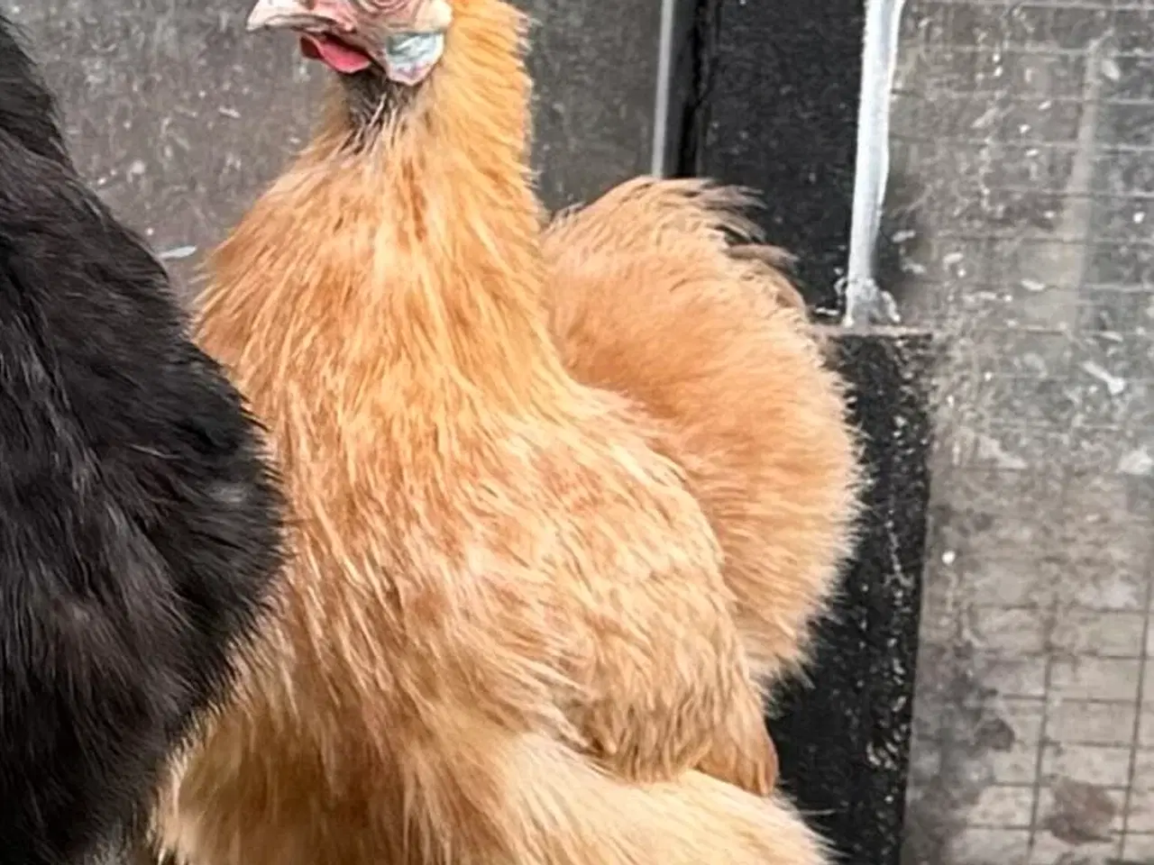 Billede 4 - Silke høner