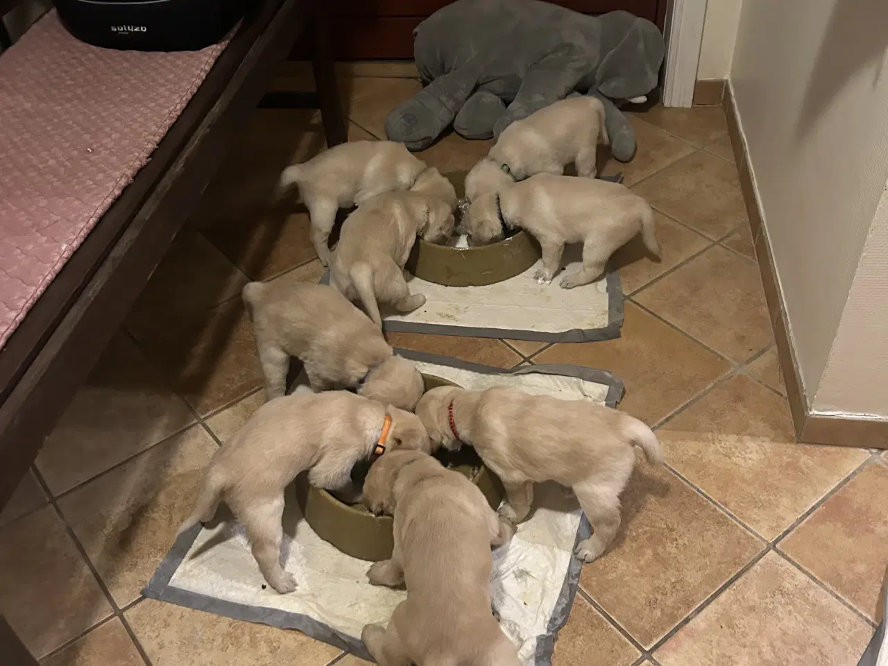 Billede 1 - De sødeste hundehvalpe