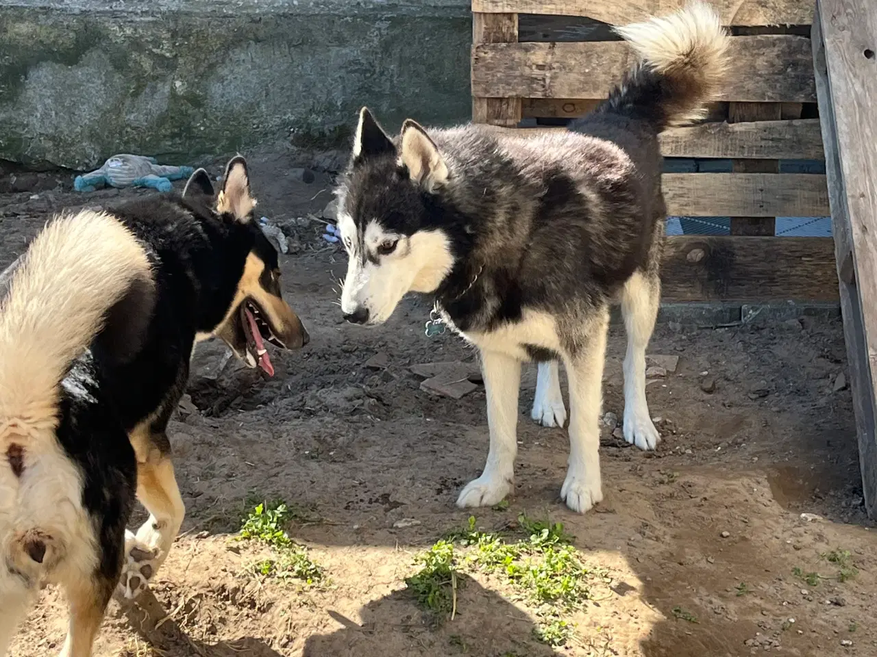 Billede 1 - Husky/malamute hvalpe