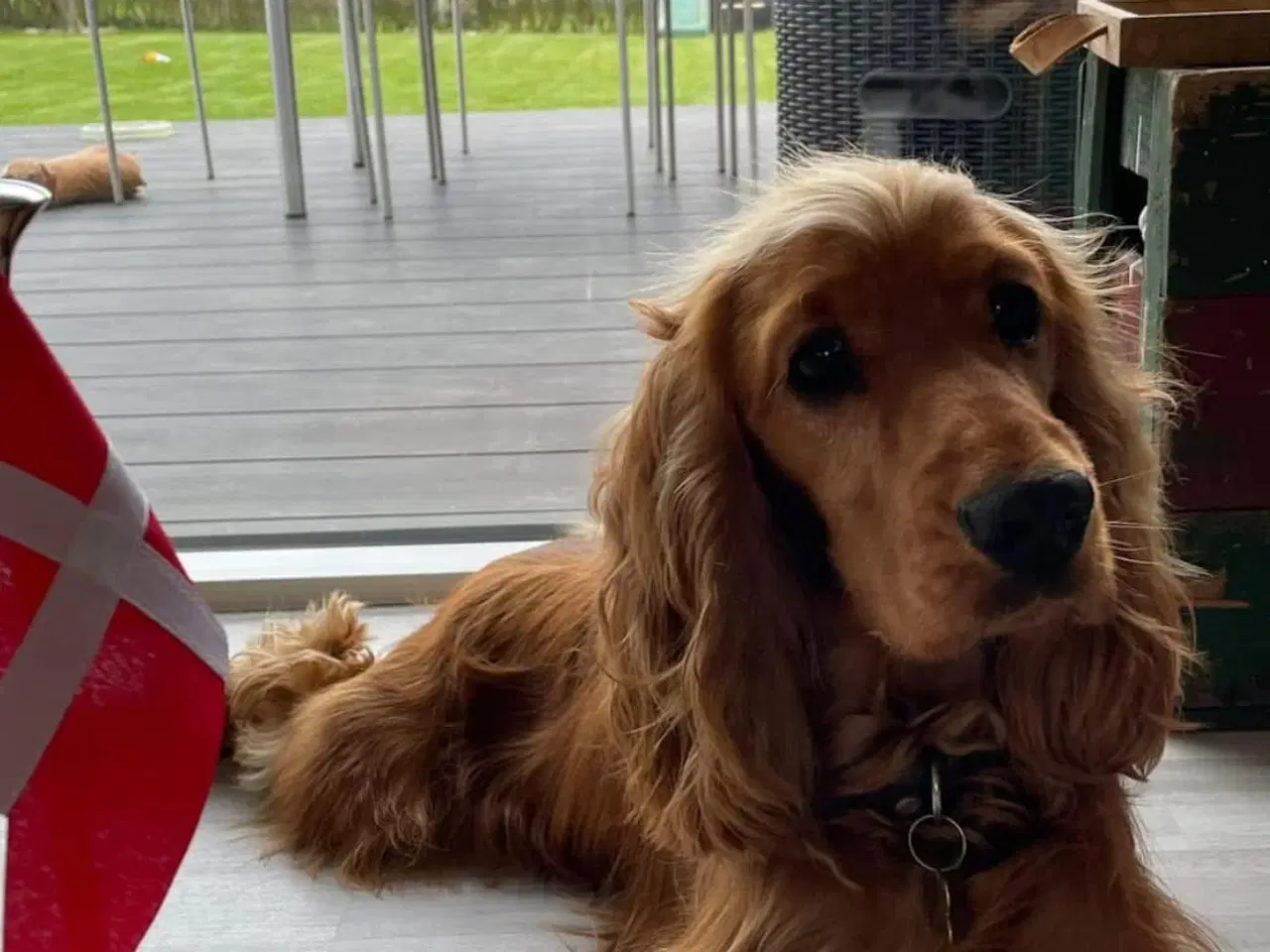 Billede 4 - Cocker spaniel hvalpe med stamtavle 
