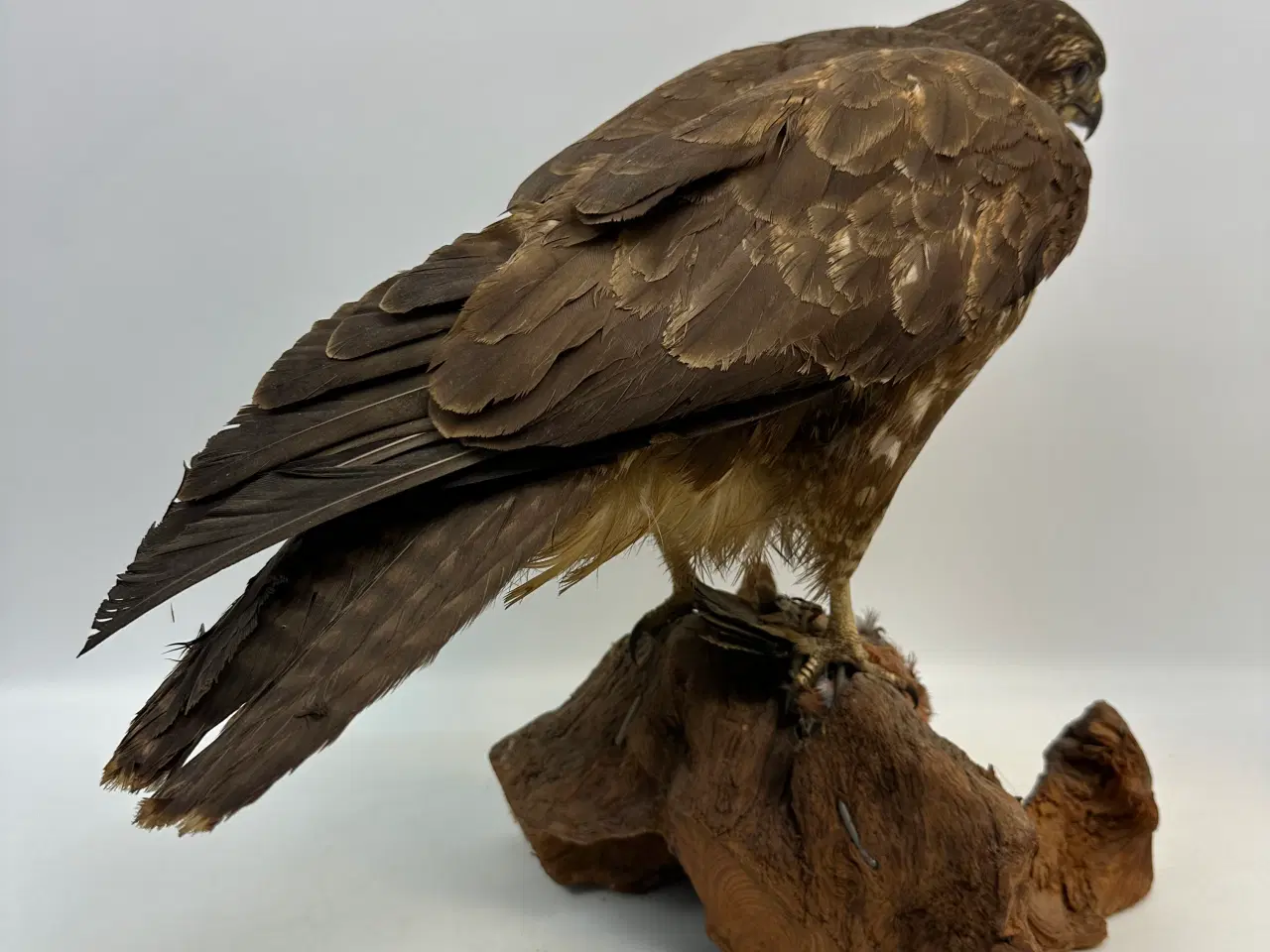 Billede 1 - Udstoppet Musvåge m. bytte