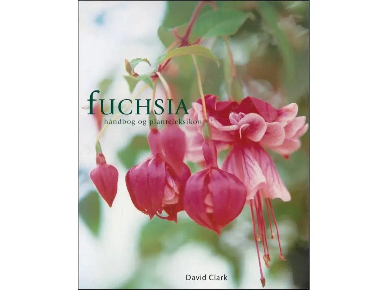 Billede 1 - Fuchsia - Håndbog og Planteleksikon