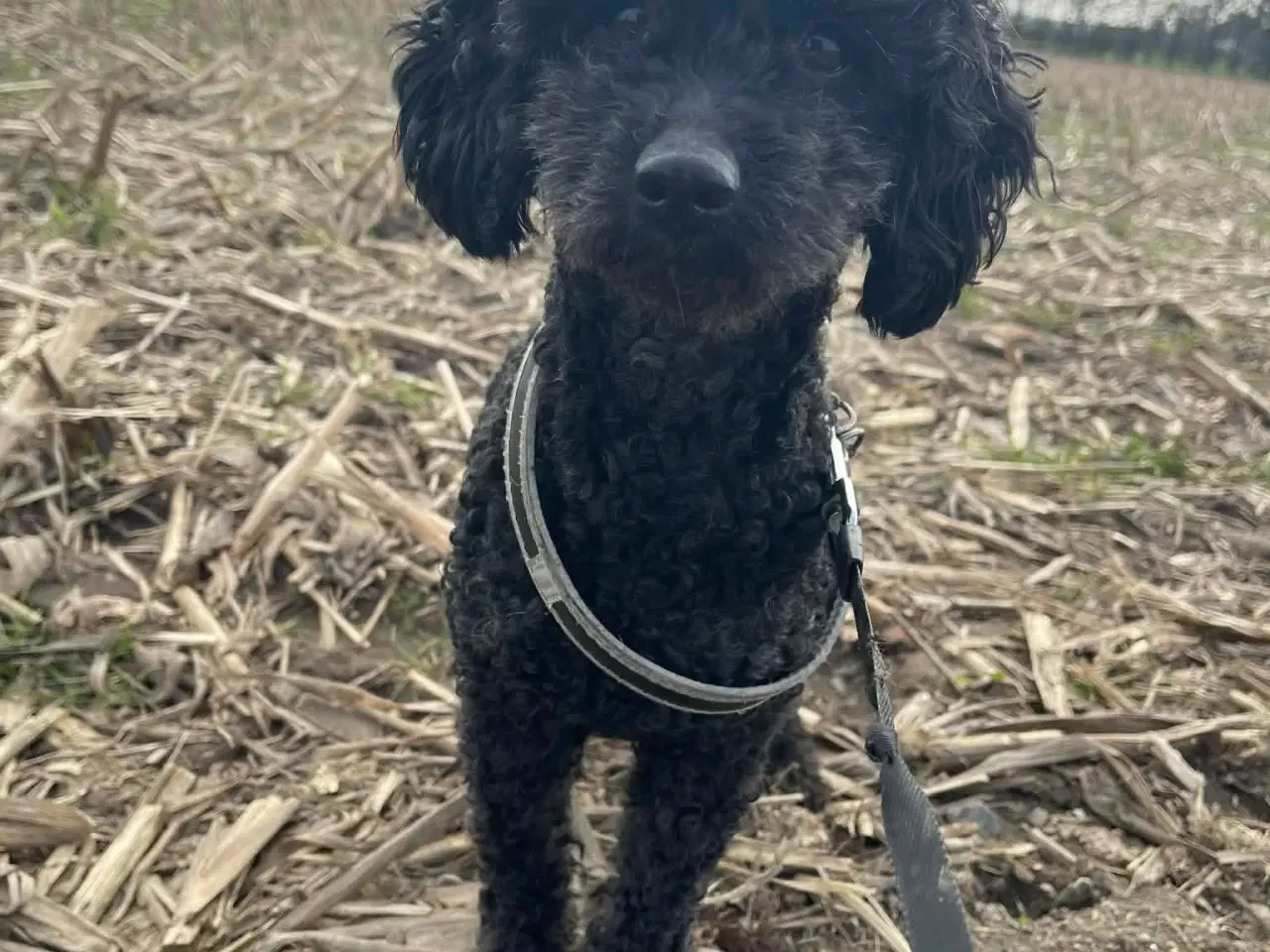 Billede 7 - 🌸 Skønne Verdi søger et kærlige hjem 🌸