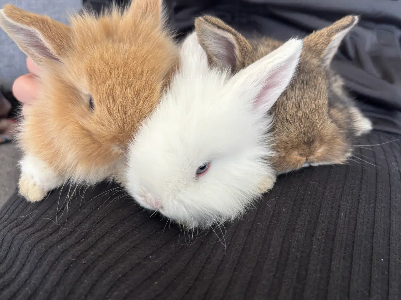 Billede 1 - Løvehoved/minilop kanin unger