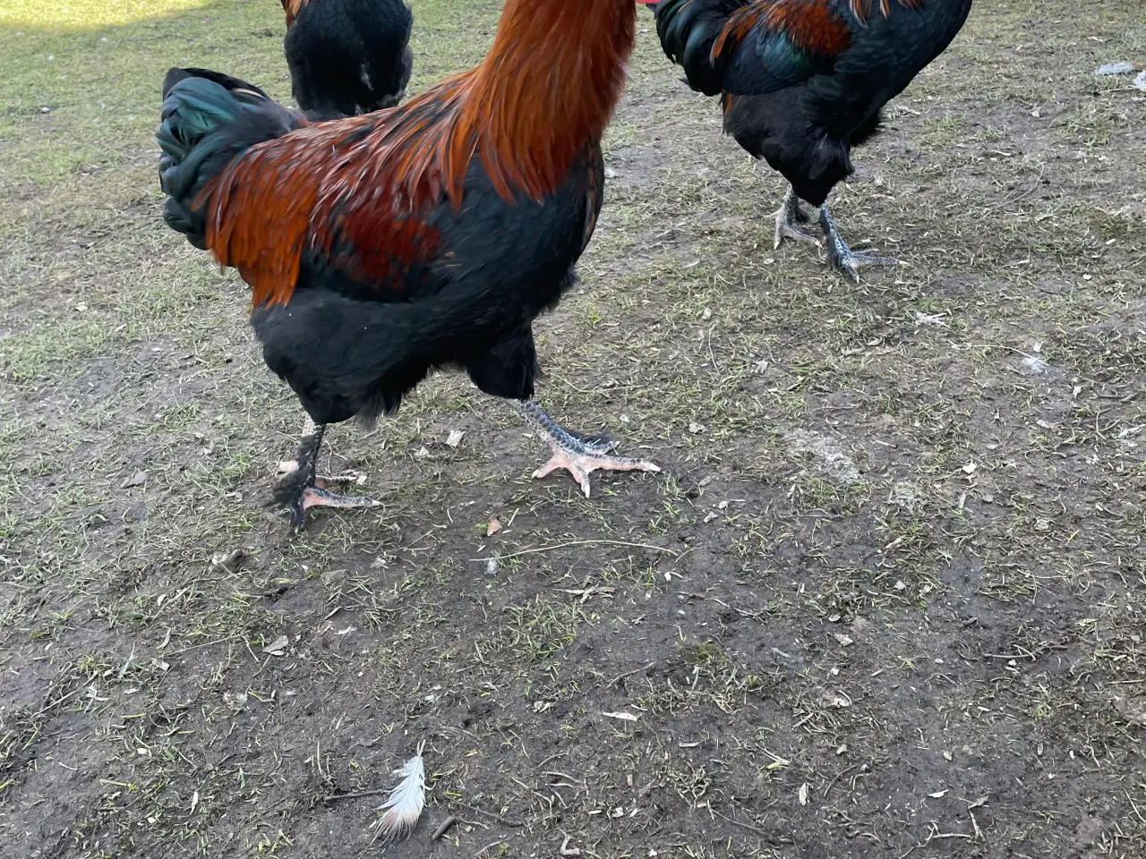 Billede 2 - Racerene Sorte Kobber Maraner og 3 blandingshaner