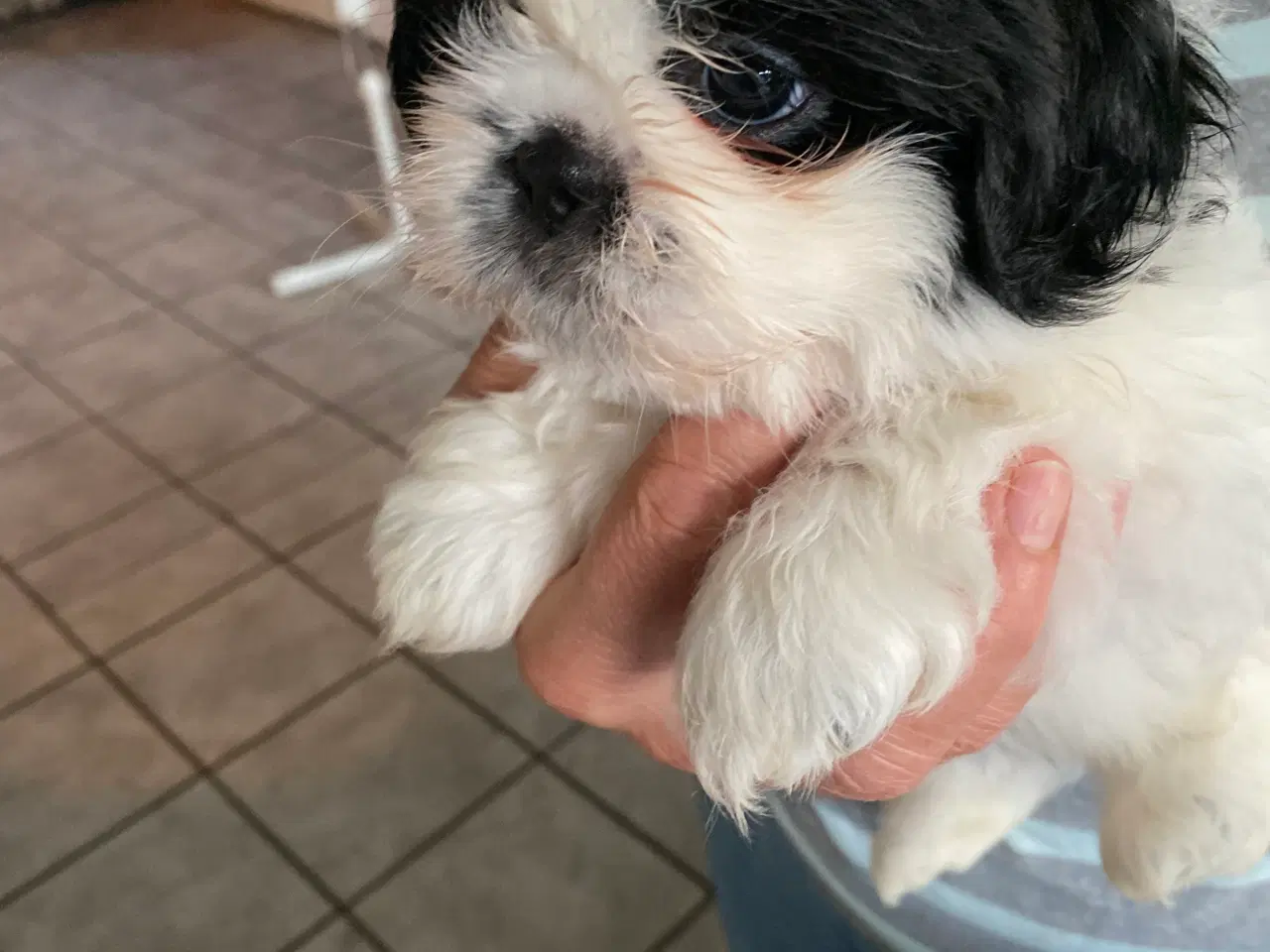 Billede 3 - Shih Tzu Hvalpe salgsklar