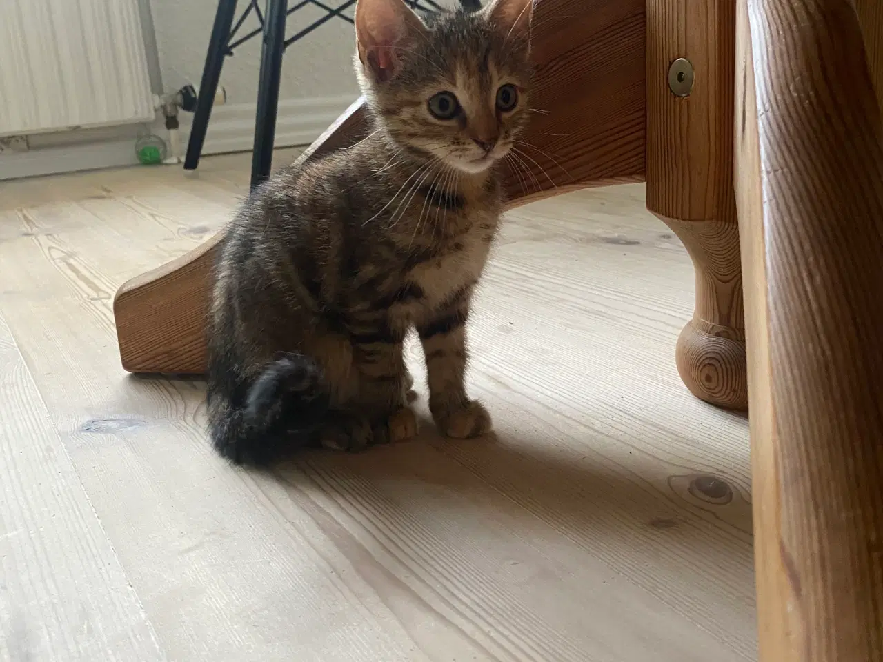 Billede 2 - Killinger🐈‍⬛