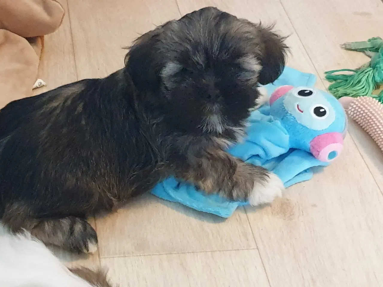 Billede 11 - Lhasa Apso - smukke Harley 🐾💕