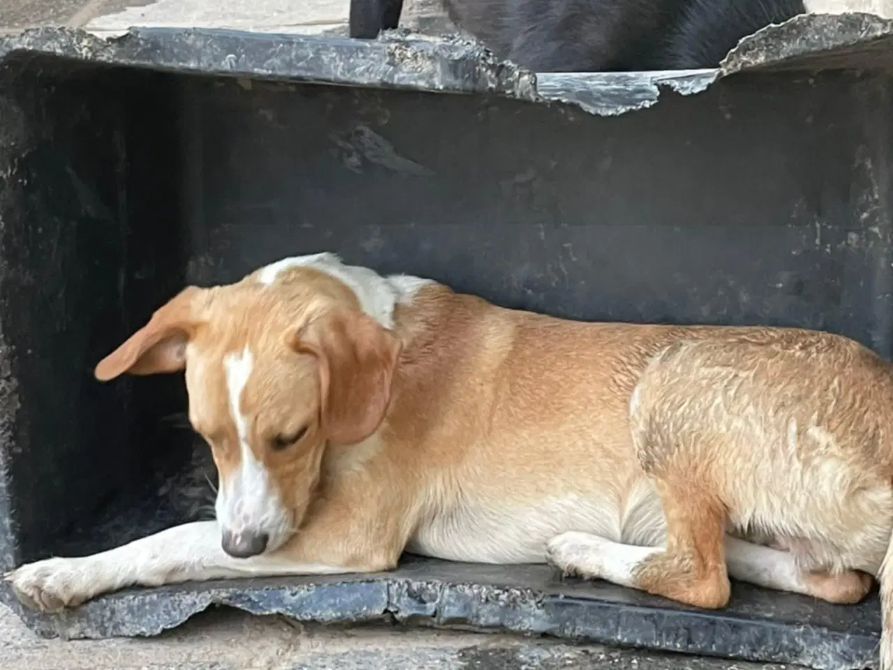 Billede 5 - Skønne Baku søger sit 4ever hjem