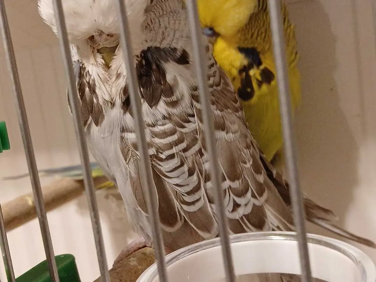 Billede 12 - 1 par Engelske undulater 