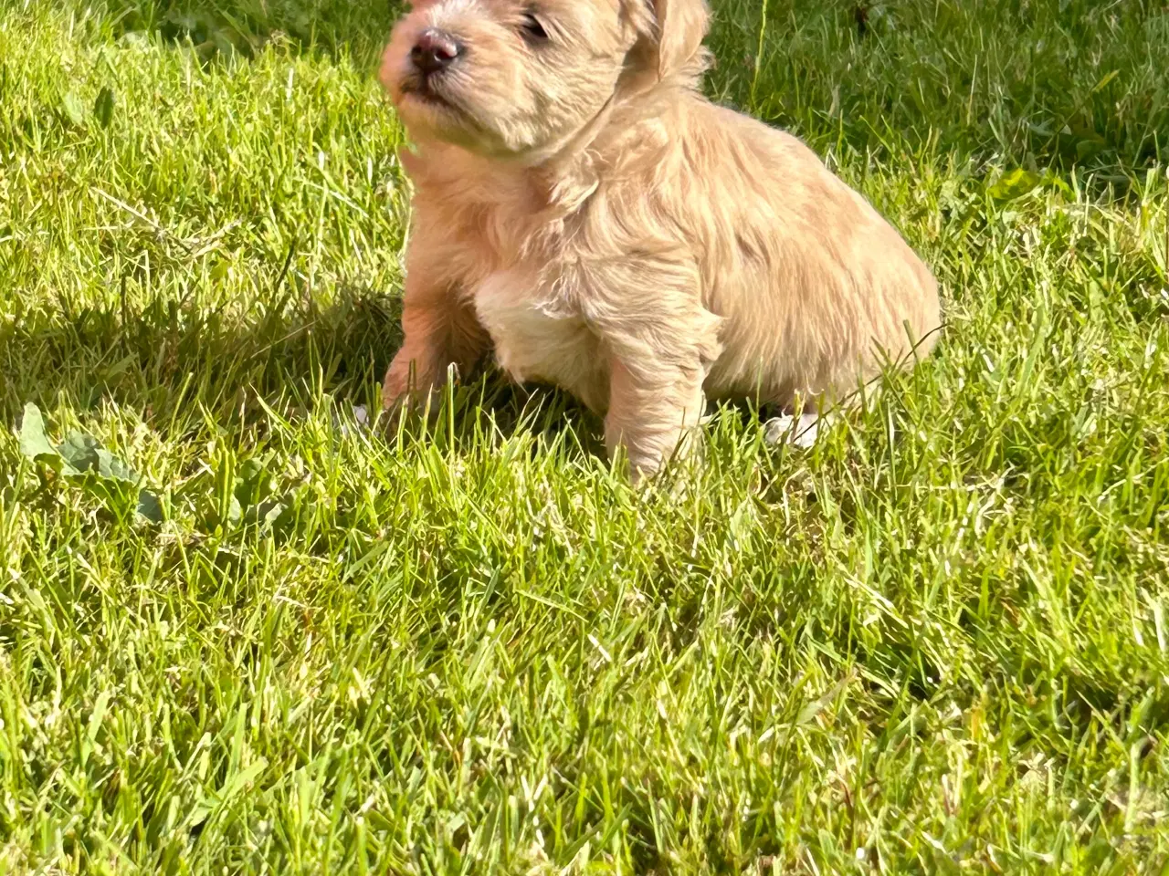 Billede 4 - Maltipoo hvalpe - nysgerrige og skønne