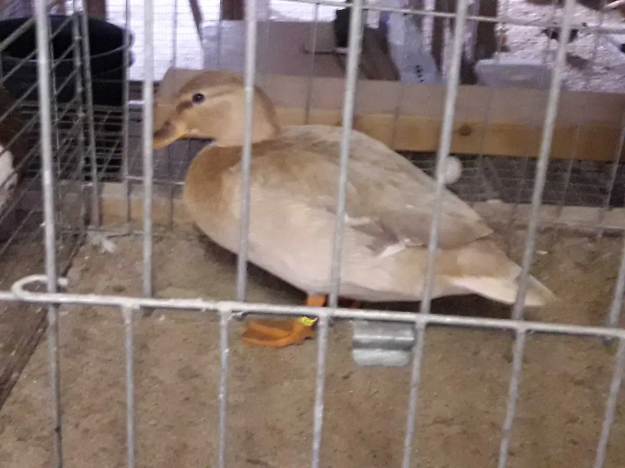 Billede 4 - Blå gule Mignon ænder