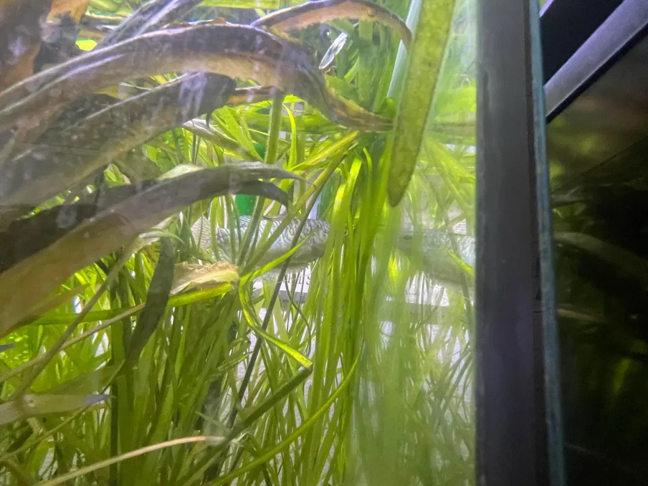 Billede 2 - Akvarie 120 l komplet