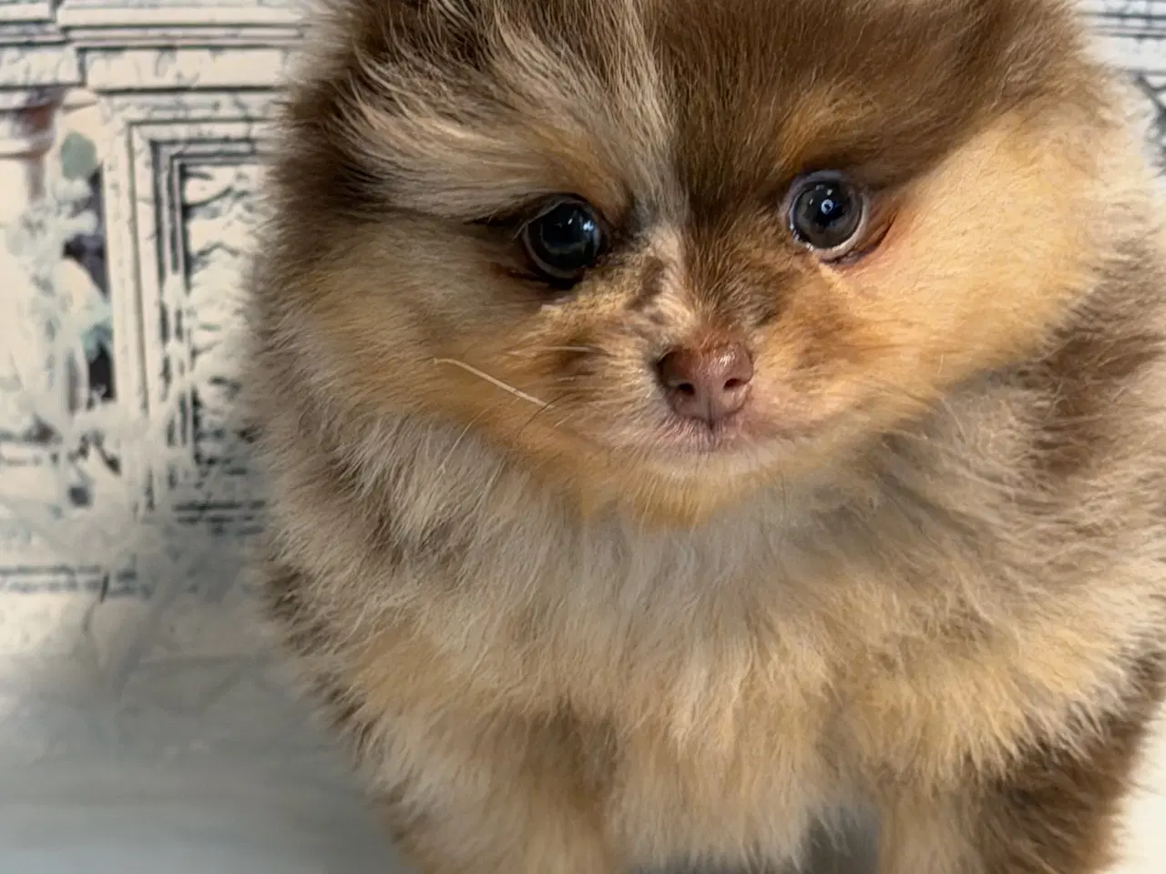 Billede 10 - 💜 100% Pomerania – Sjældne Lilla & Merle Skønhede