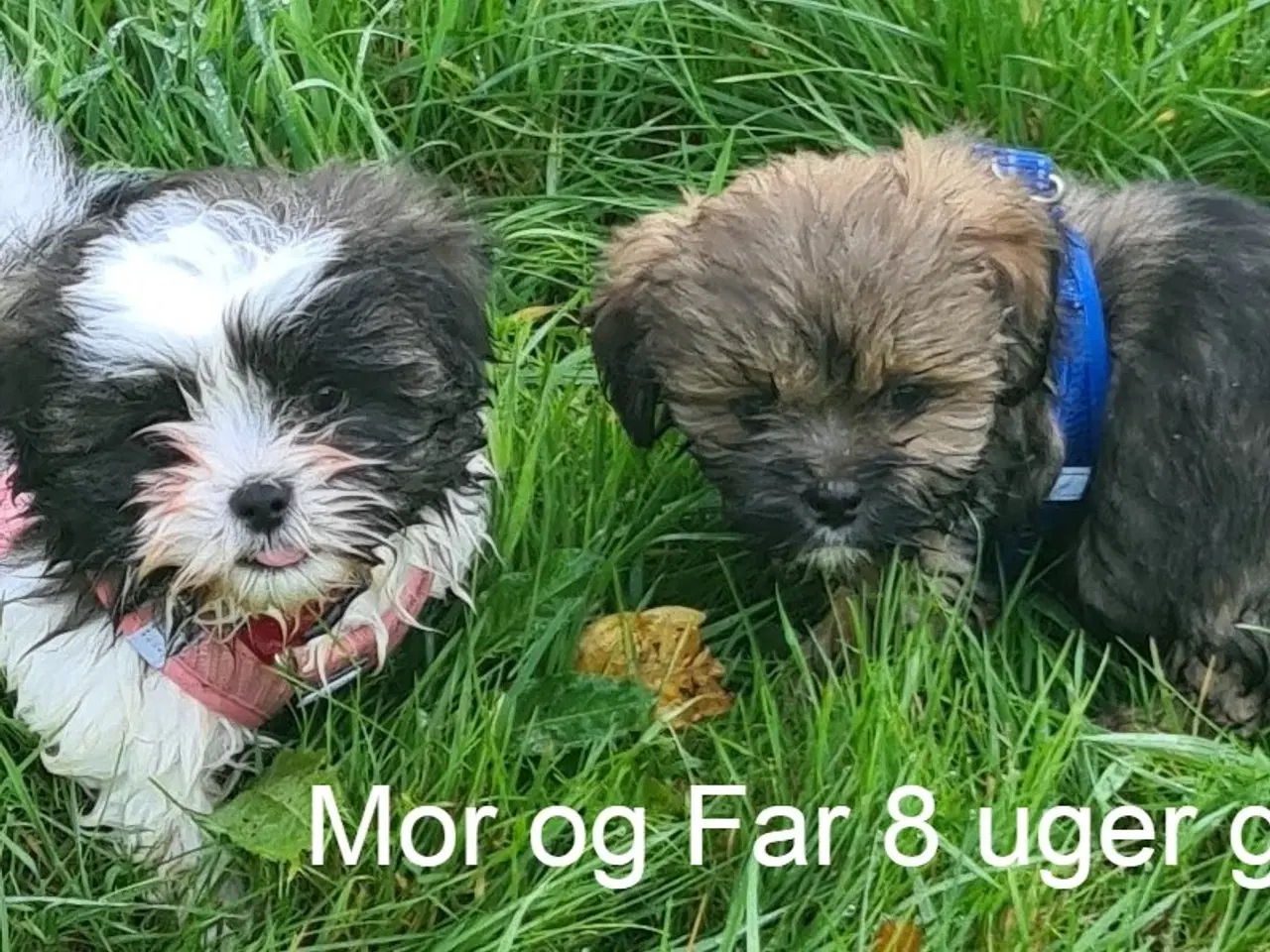 Billede 5 - ægte Lhasa Apso hvalpe 
