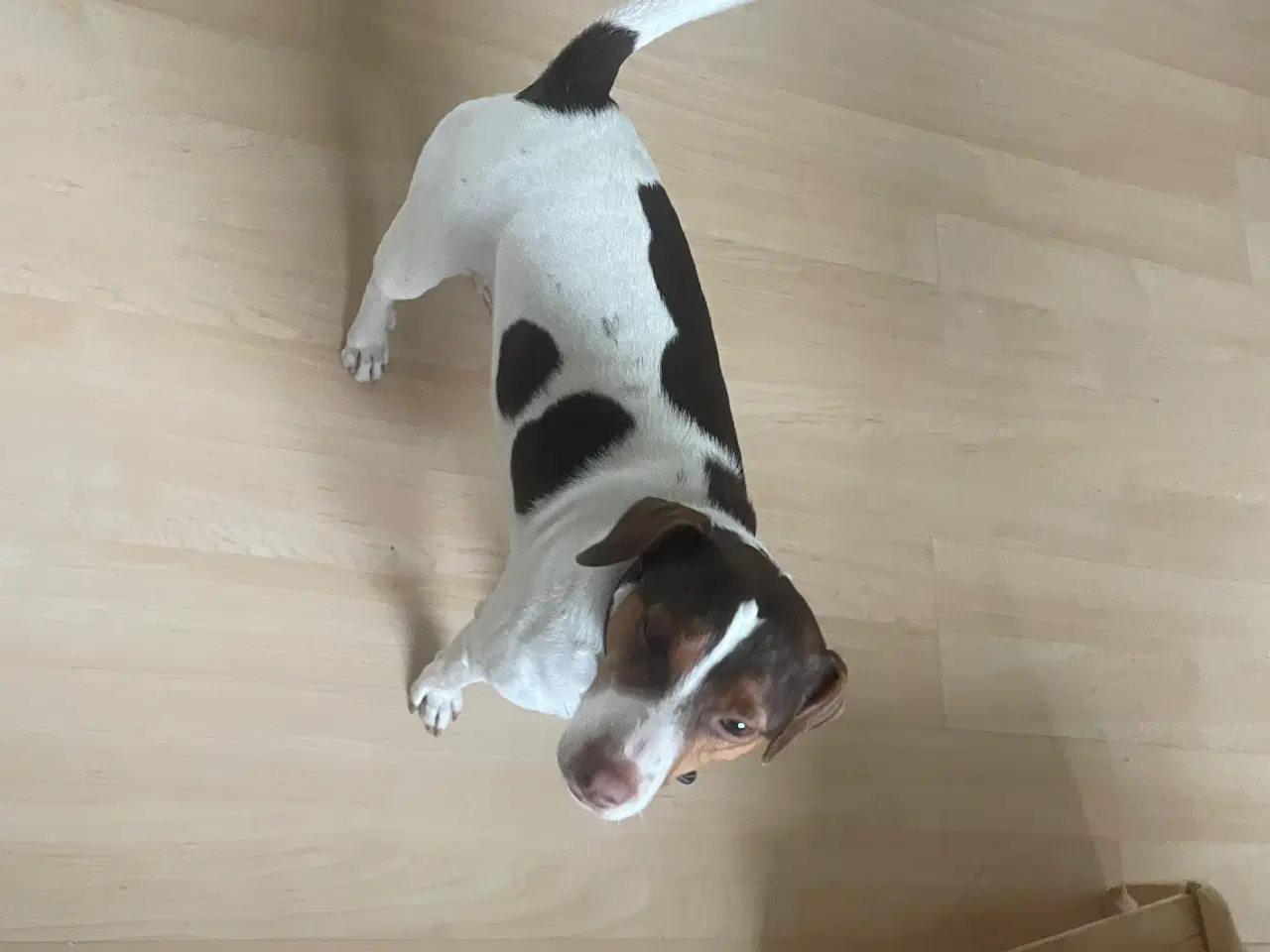 Billede 3 - Dansk svensk gårdhund