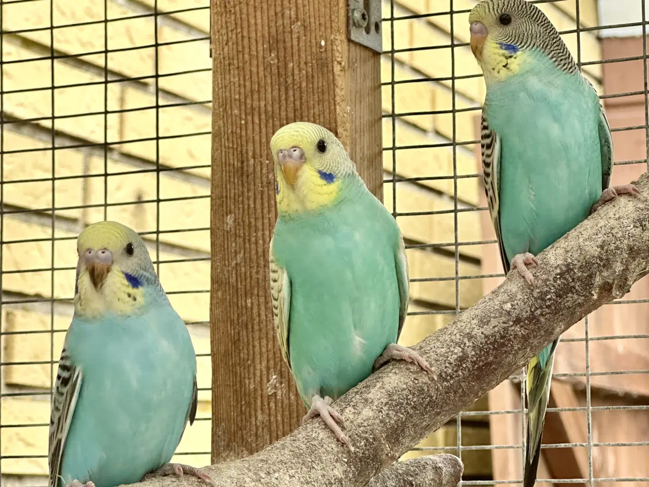 Billede 5 - Undulater fra 2025