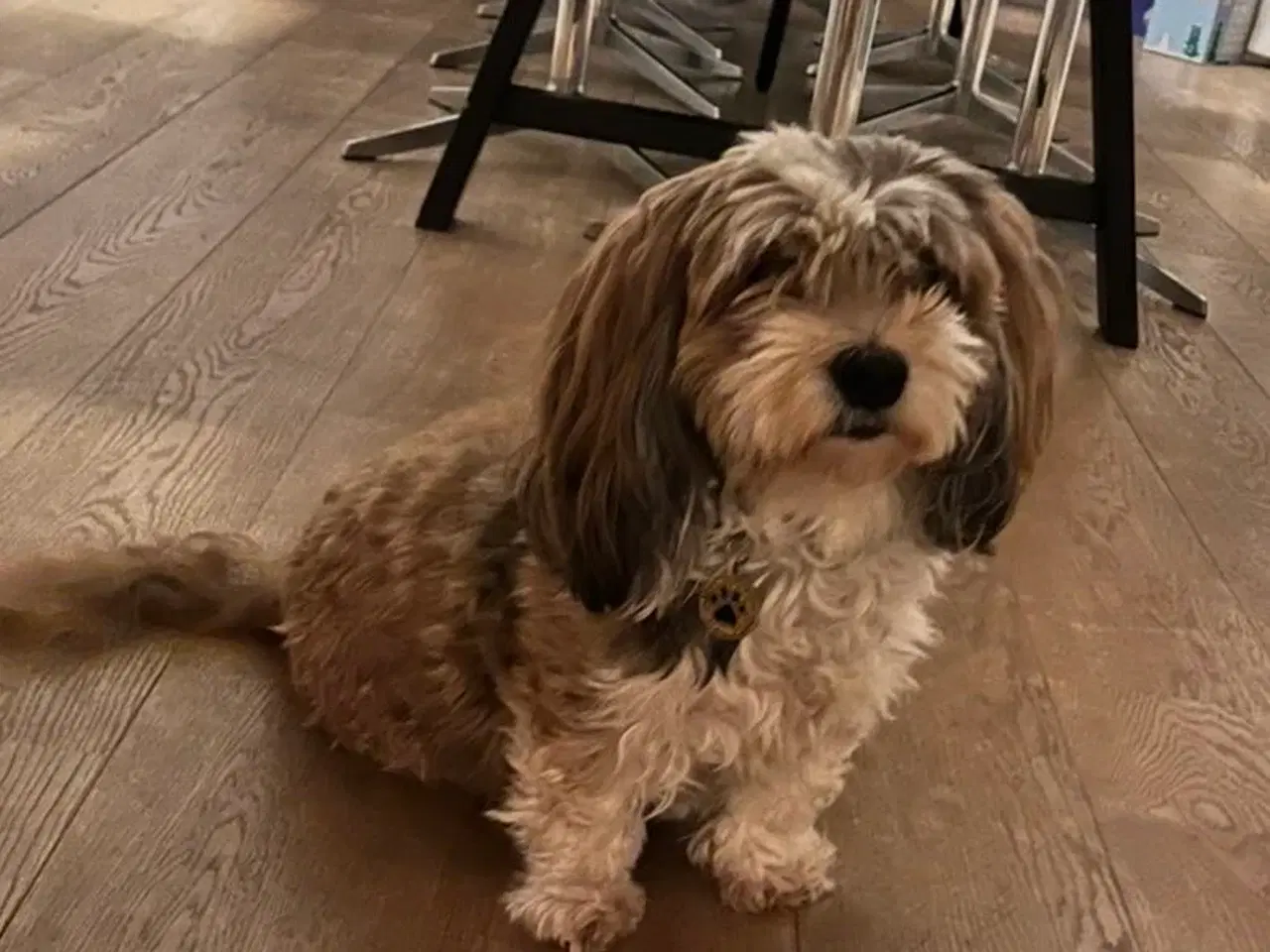 Billede 1 - Skønne familievenlige  Bichon Havanais