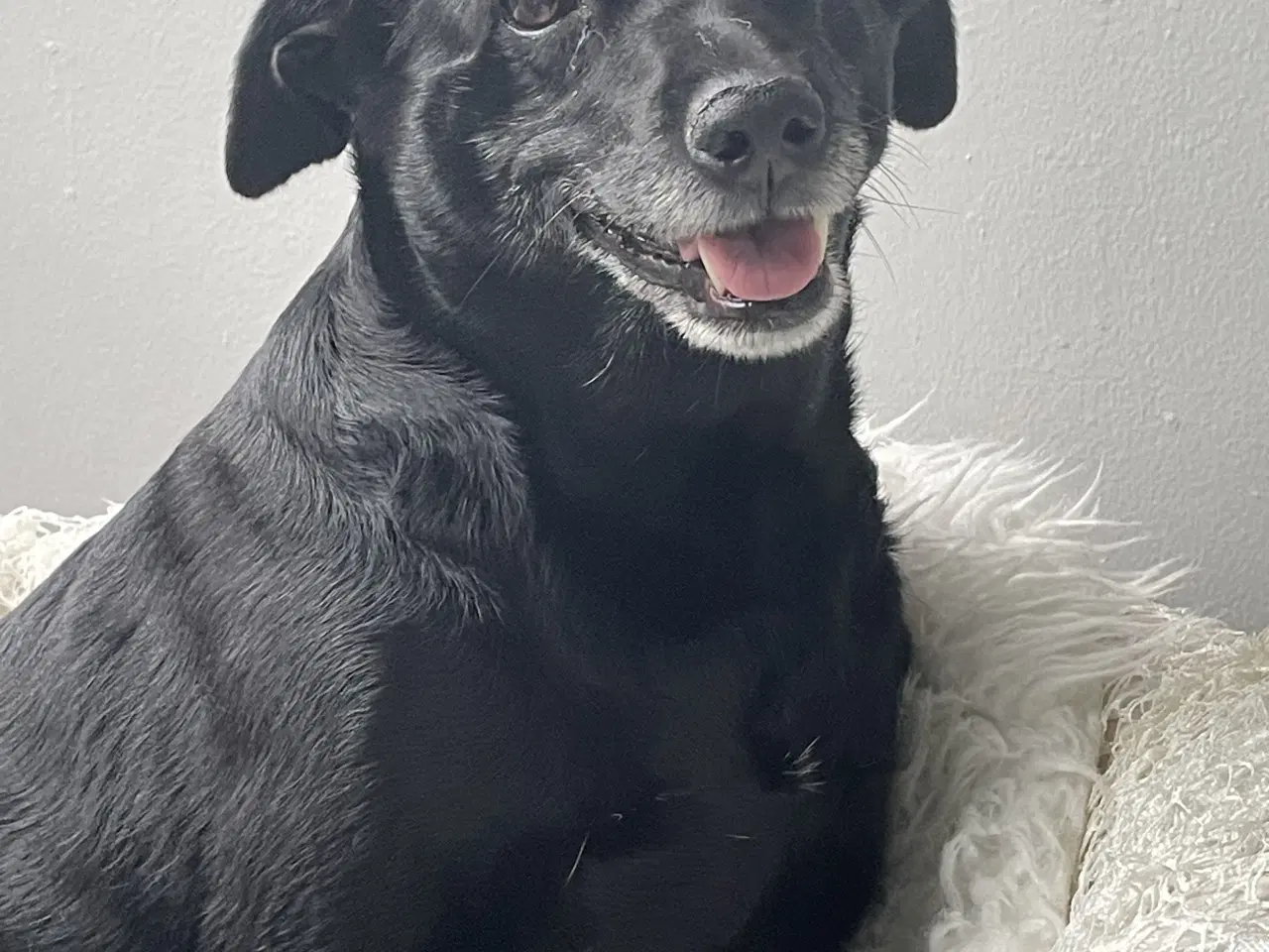 Billede 3 - Ønsker voksen hund