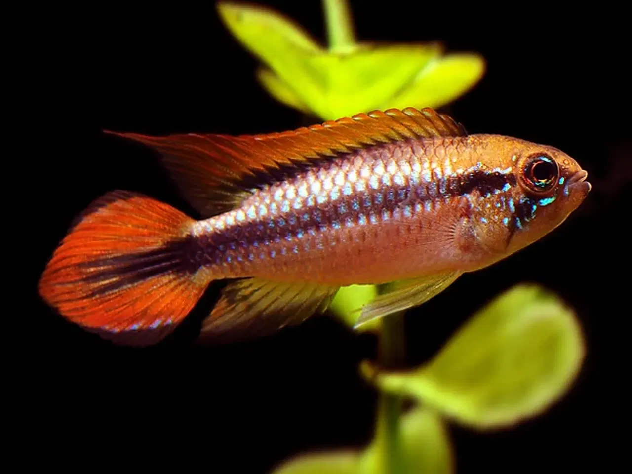 Billede 13 - Flotte akvariefisk og foder