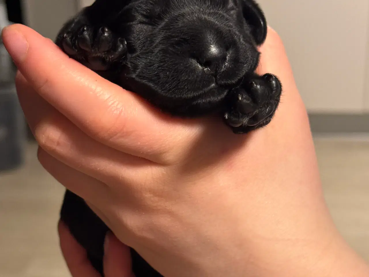 Billede 1 - Amerikanske Cockerdor hvalpe 