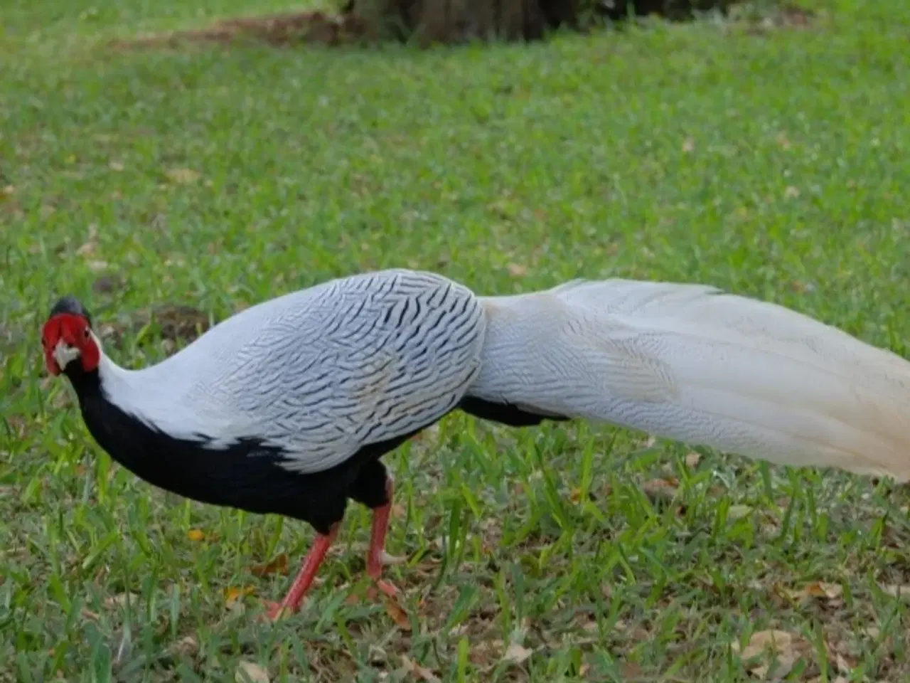 Billede 1 - Sølvfasan
