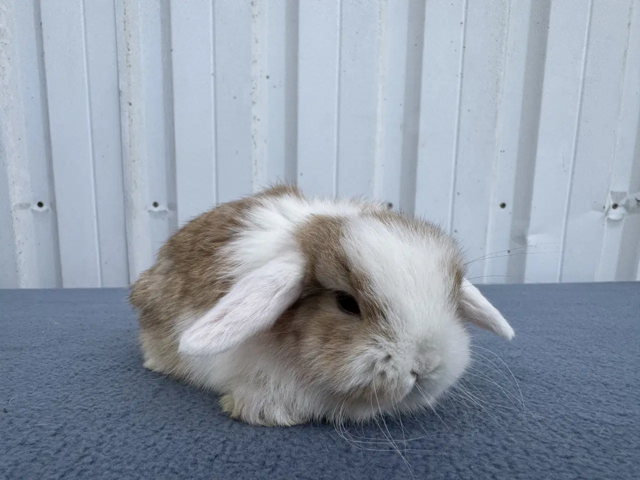Billede 3 - Mini lop hankanin 