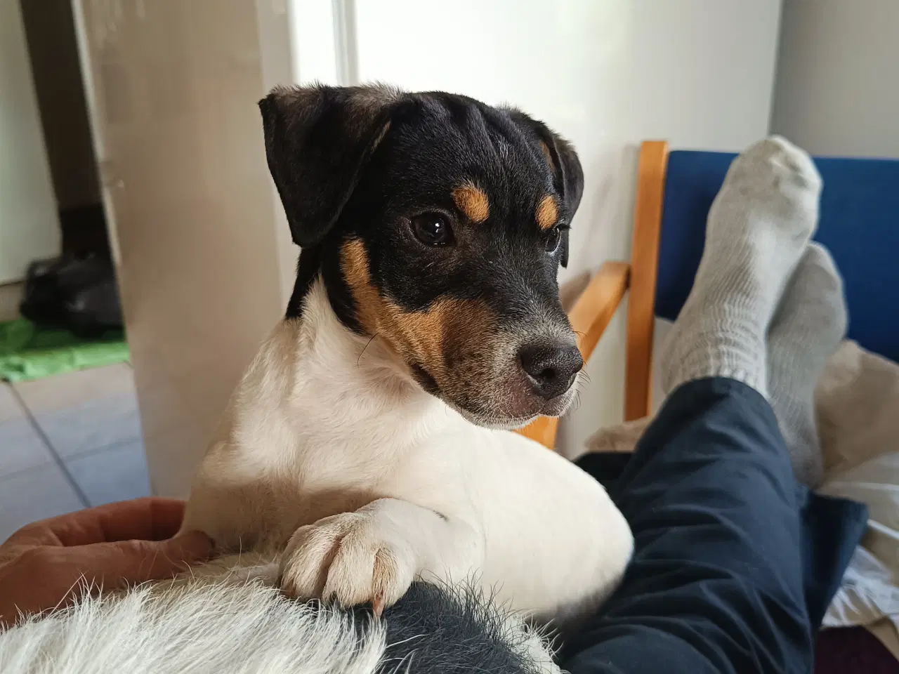 Billede 1 - Jack Russel Hvalpe