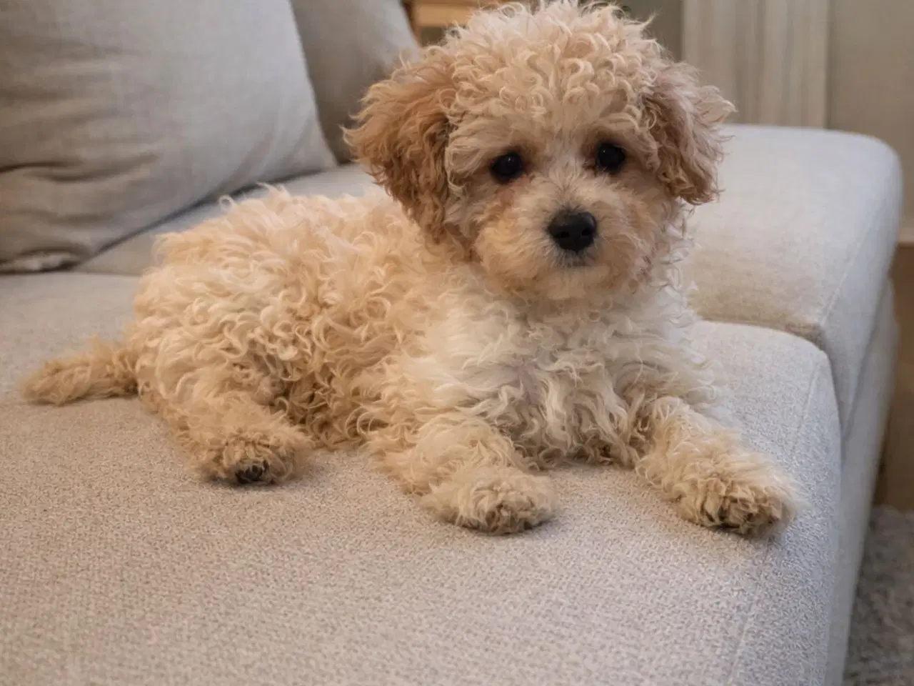 Billede 1 - Cavapoo F2B