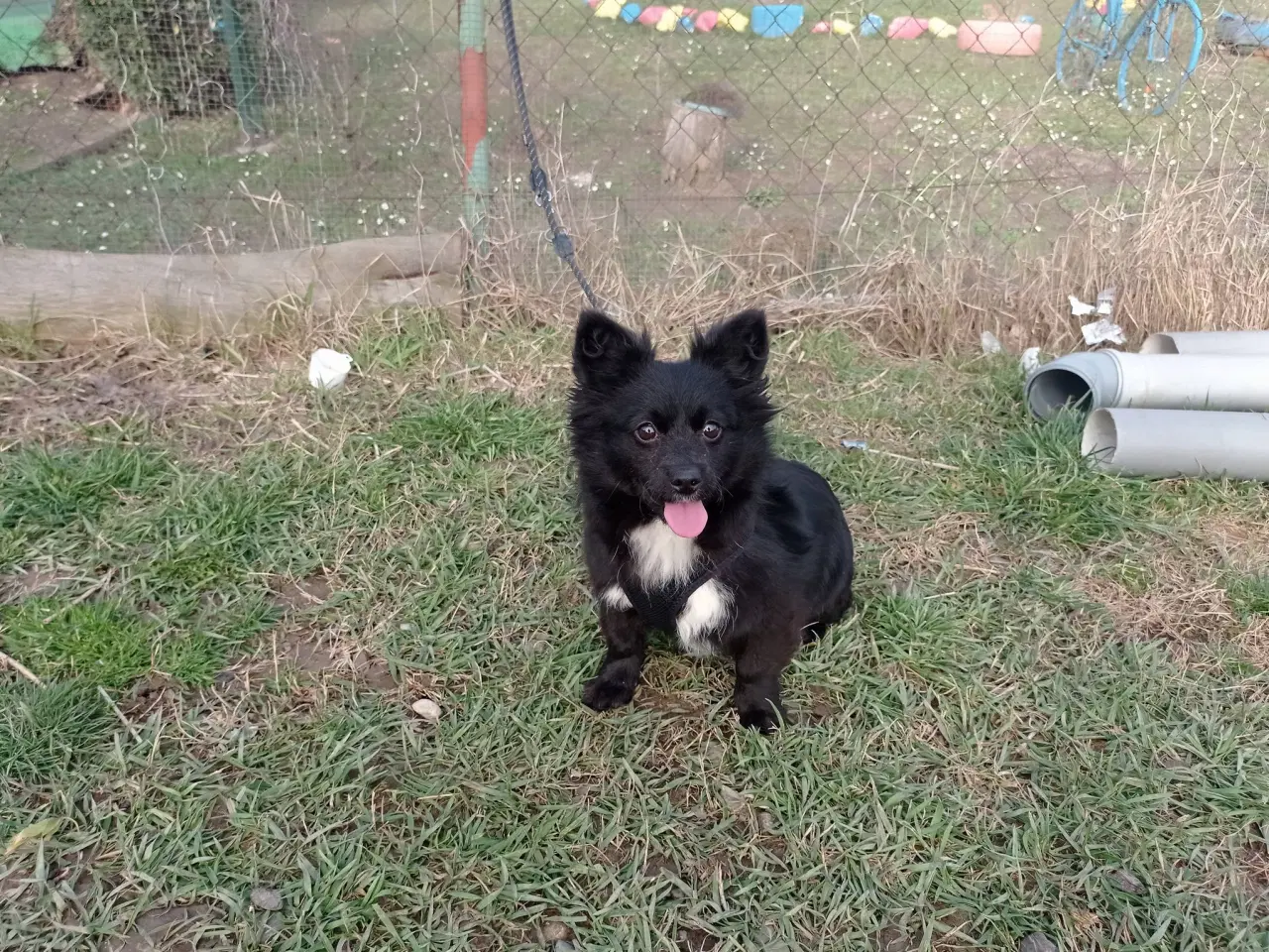 Billede 2 - Nikita - 5 kg