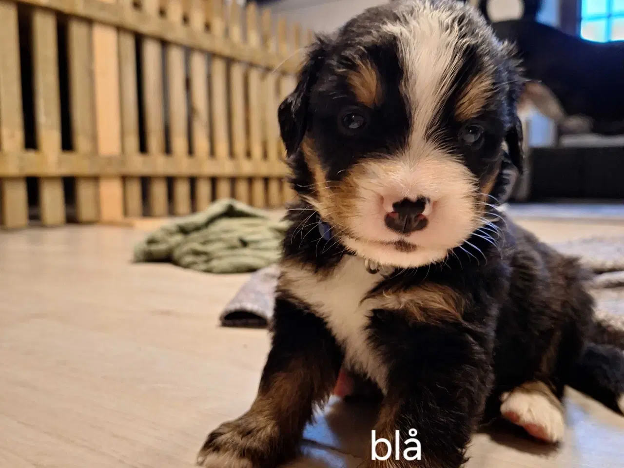 Billede 3 - Bernersenne hvalpe