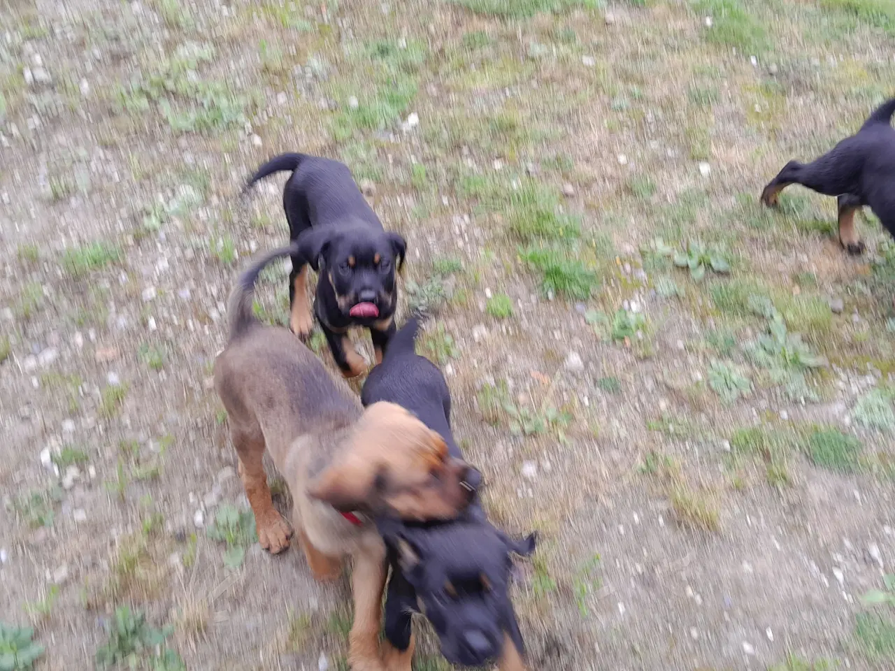 Billede 5 - Cane Corso blandings Hvalpe. d 31.08.25. 3 retur. 