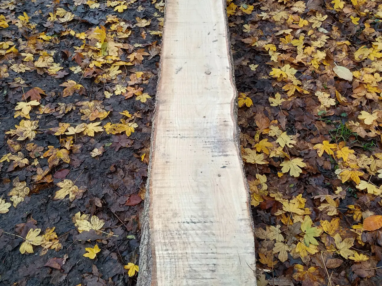 Billede 4 - Egetræs brædder