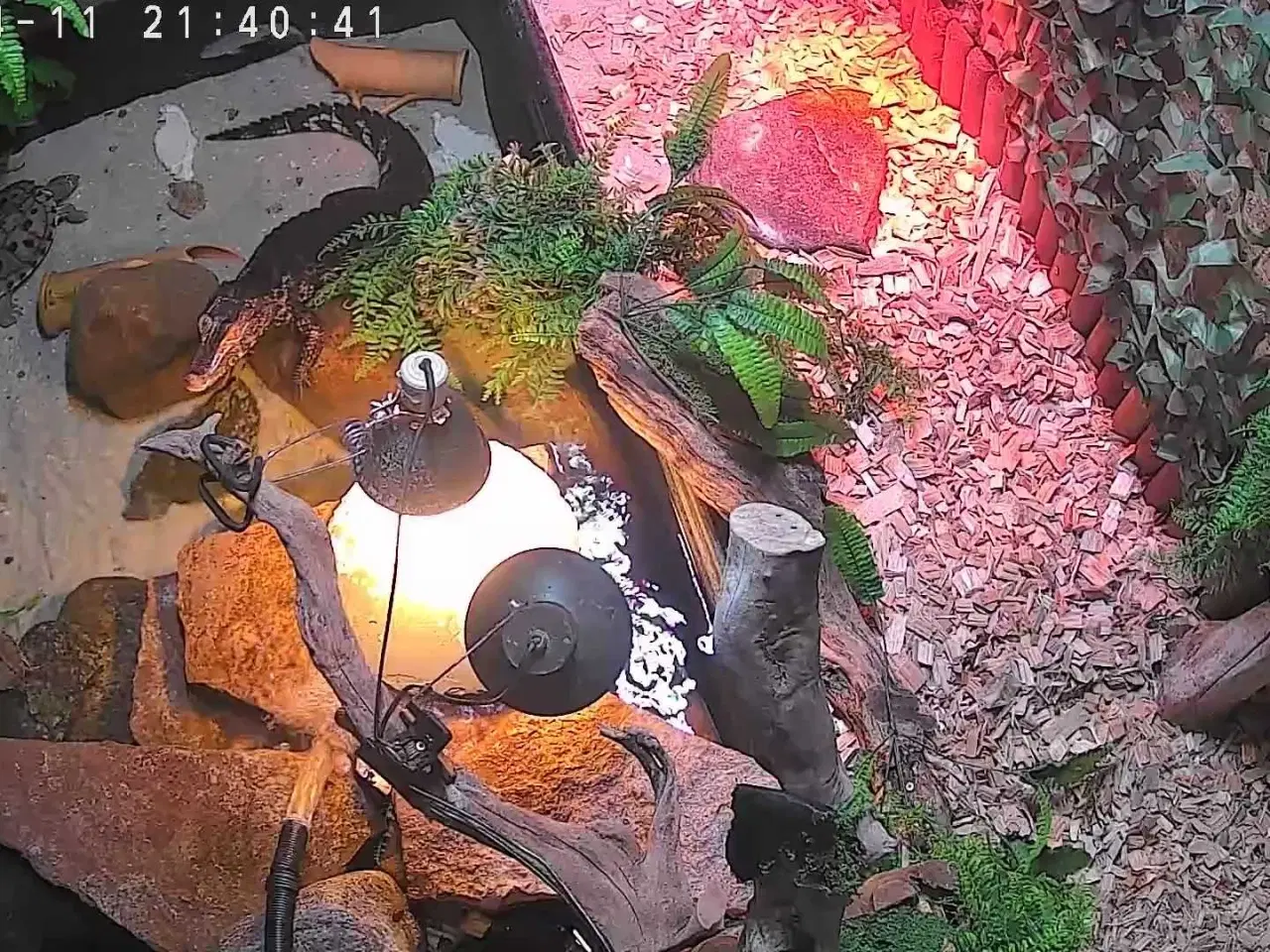 Billede 1 - Brun Caiman 