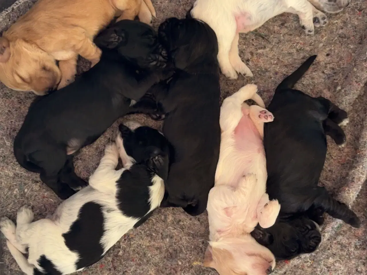 Billede 8 - Engelsk cocker spaniel hvalpe 