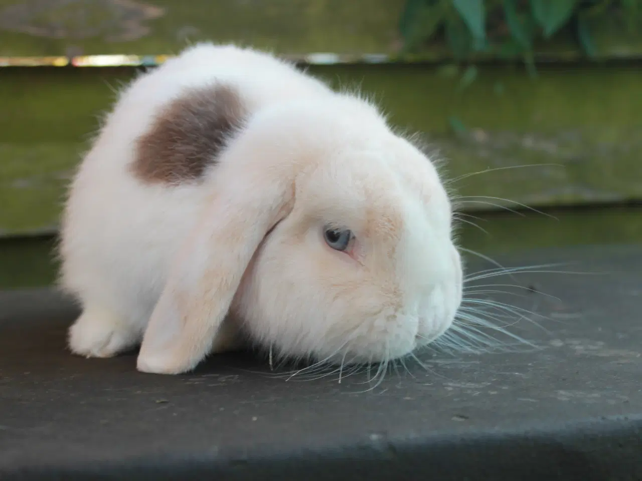 Billede 4 - Mini lop hankanin