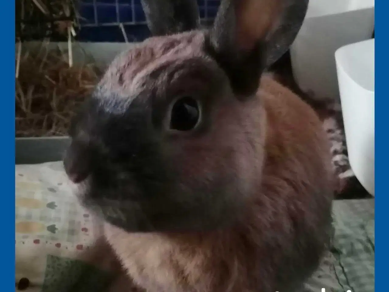 Billede 1 - Kastreret Hermelin kanin dreng