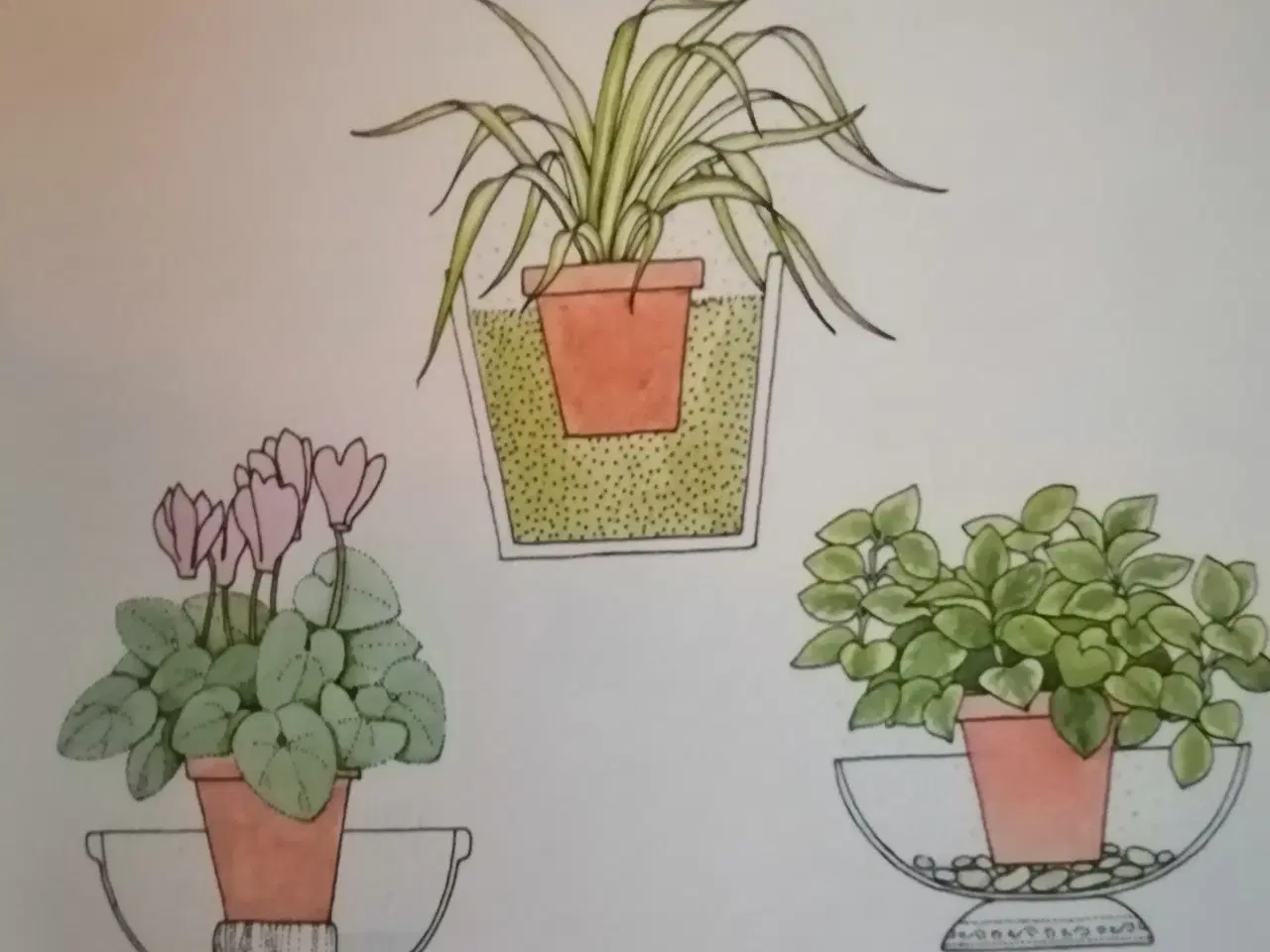 Billede 3 - Planter inden døre