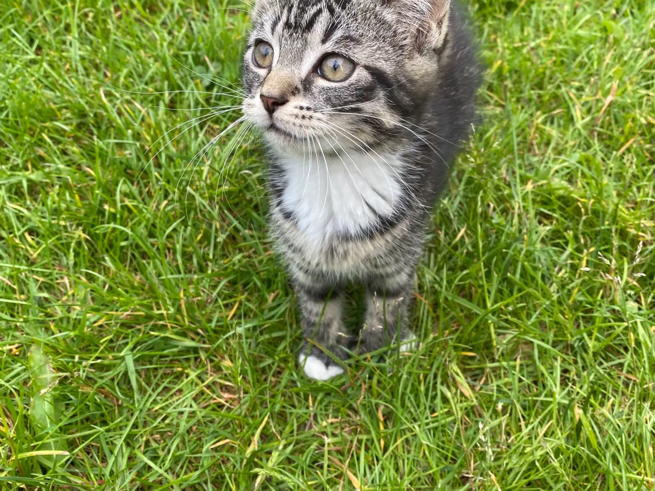 Billede 5 - Polydactyl Maine coon blandinger