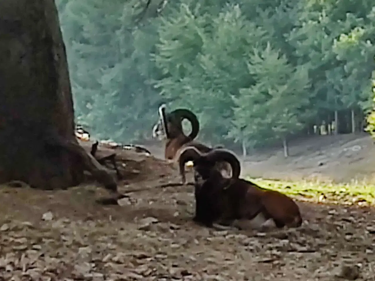 Billede 2 - Muflon vædder