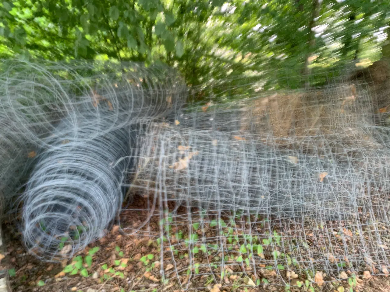Billede 1 - Hegn