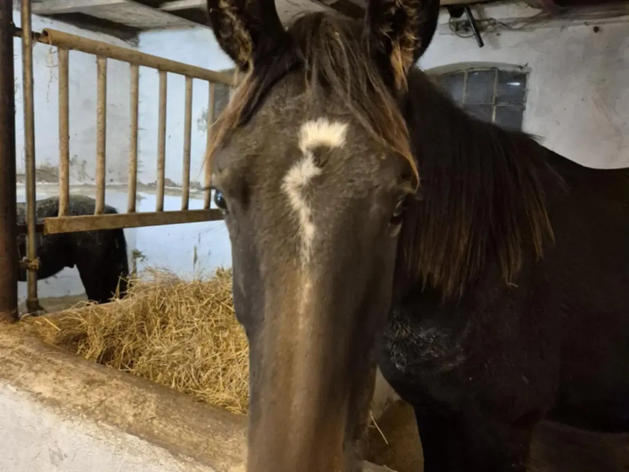 Billede 4 - Særdeles lovende og velgående hingsteplag.