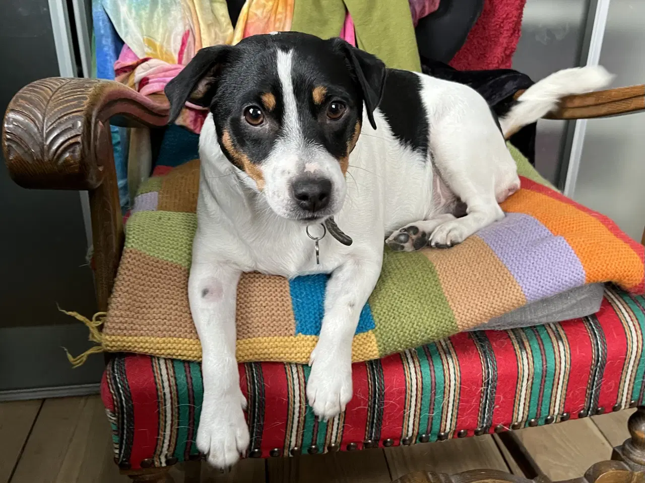 Billede 8 - Tre Dansk Svenske Gårdhunde hvalpe sælges