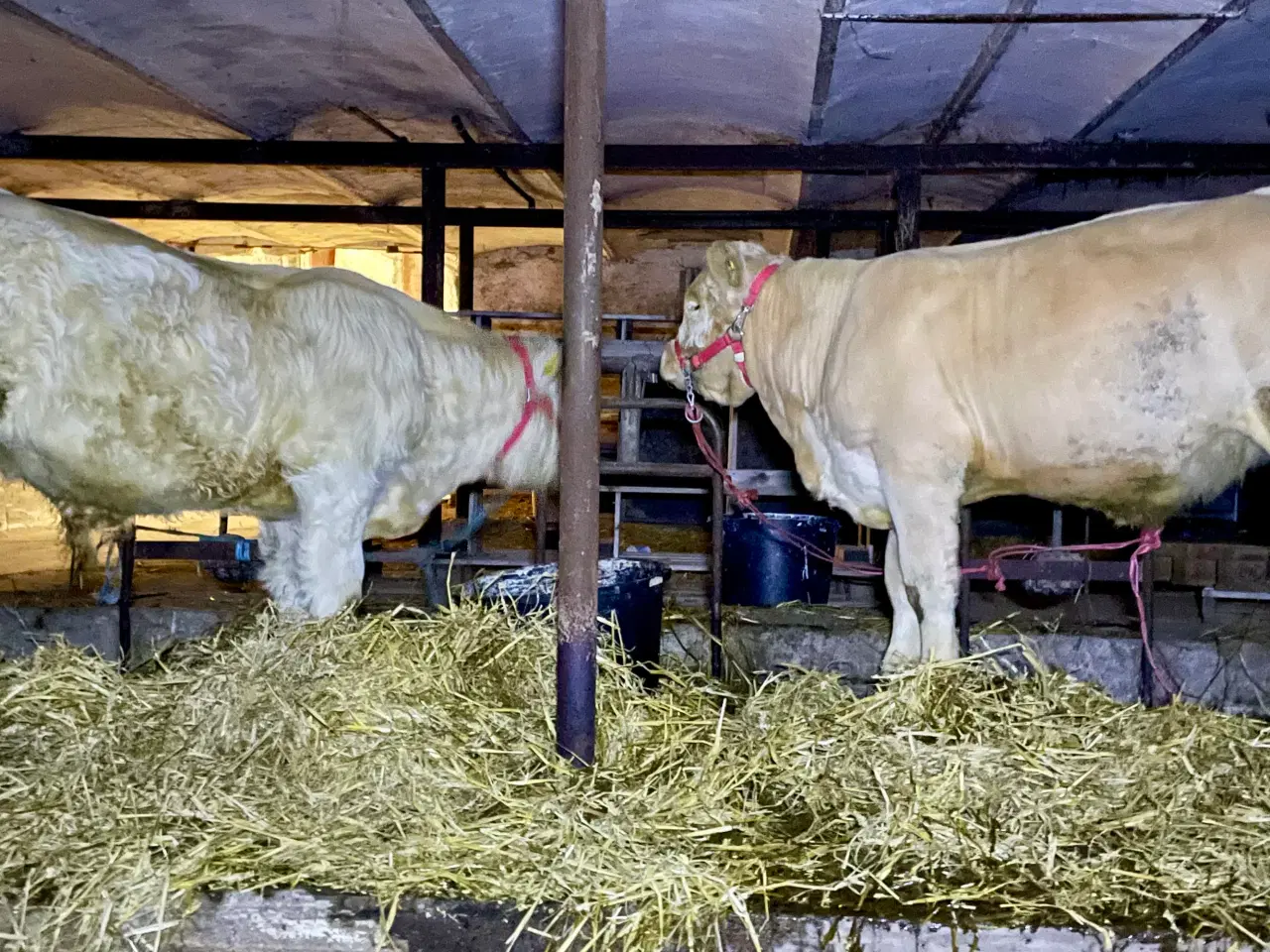 Billede 1 - Pollede Charolais kvie og tyr sælges 