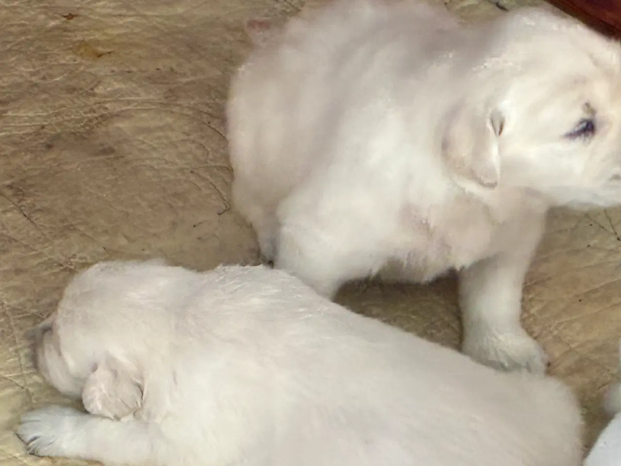 Billede 3 - Golden Shephard hvalpe venteliste