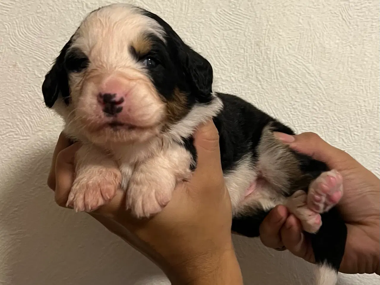 Billede 9 - 🐶 Smukke Mini Berner Sennen hvalpe 🐶 