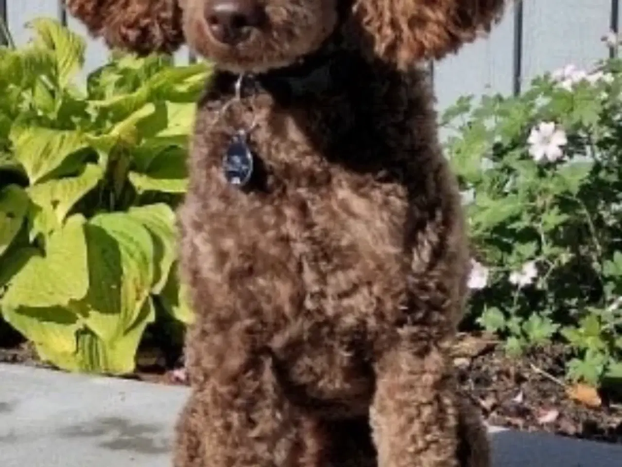 Billede 20 - 5 ugers Dværgpudel drenge