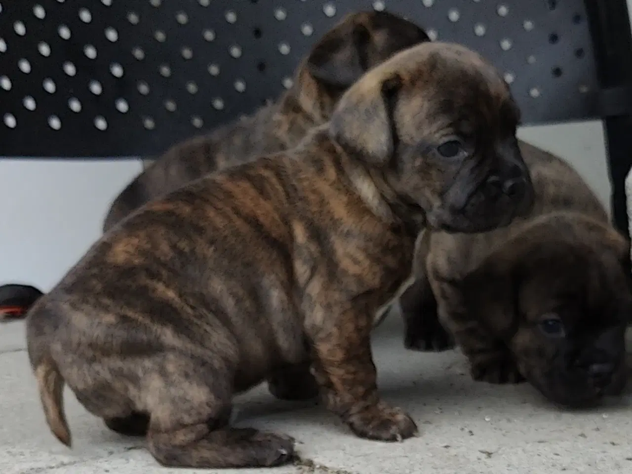 Billede 9 - Frengle hundehvalpe. reverse brindle