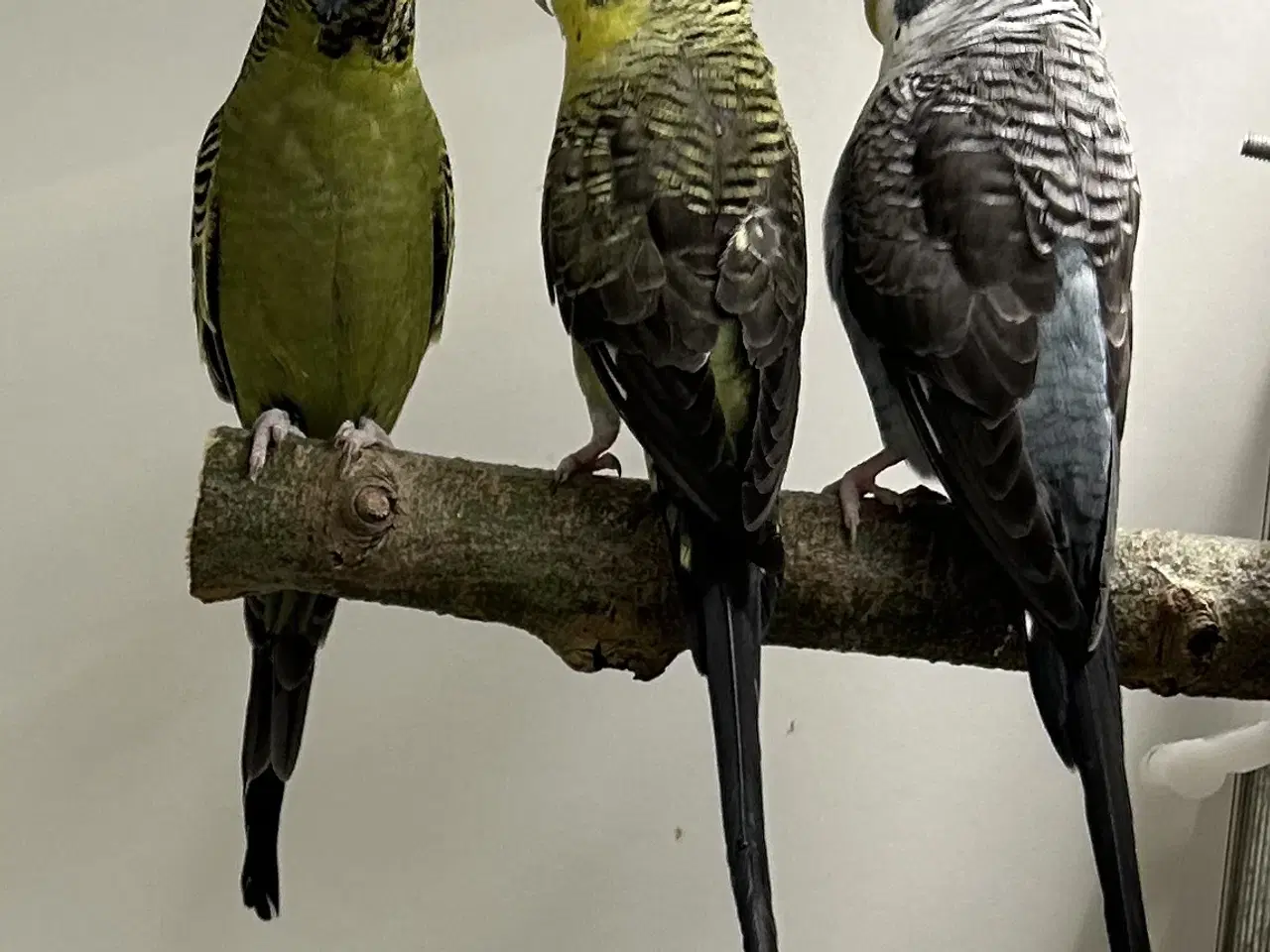 Billede 9 - Blackface og Blackwing 