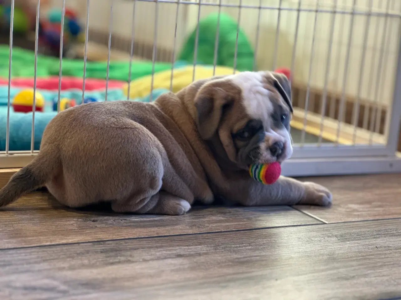 Billede 9 - Old English Bulldog 